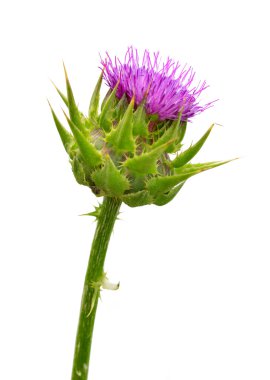 Silybum marianum