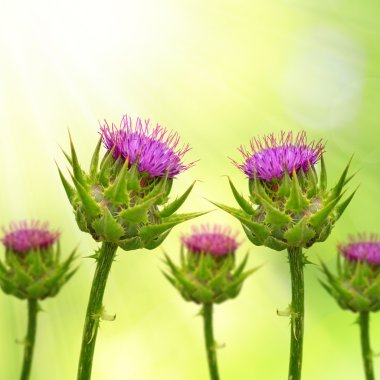 Silybum marianum