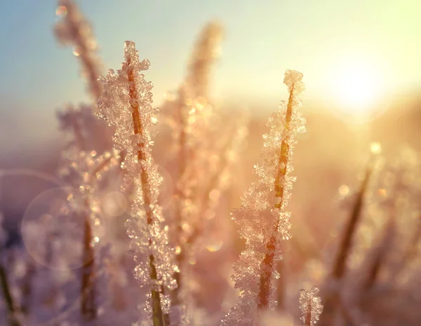 Gefrorenes Gras bei Sonnenaufgang aus nächster Nähe. — Stockfoto