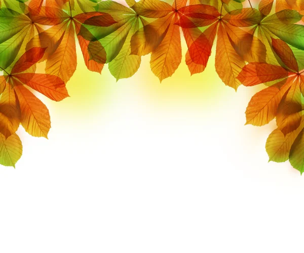 Hojas de otoño de castaño — Foto de Stock