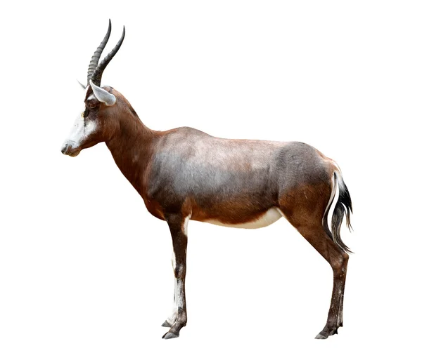 Antílopes de Blesbok — Foto de Stock