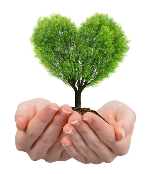 Árvore crescente no coração forma na mão — Fotografia de Stock