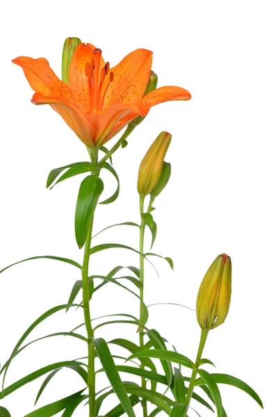 Orange Lilja blomma — Stockfoto