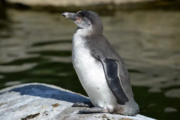 De Humboldt-pinguïn — Stockfoto