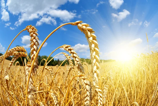 Campo di grano dorato — Foto Stock