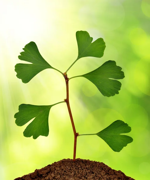 Ginkgo biloba plant — Stockfoto