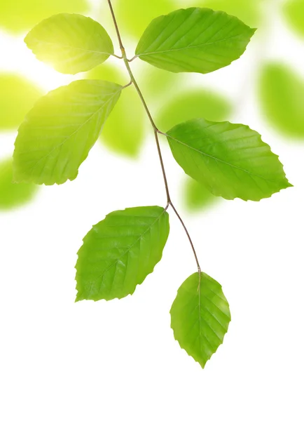 Spring Beech branch with green leaves — Stock Photo, Image