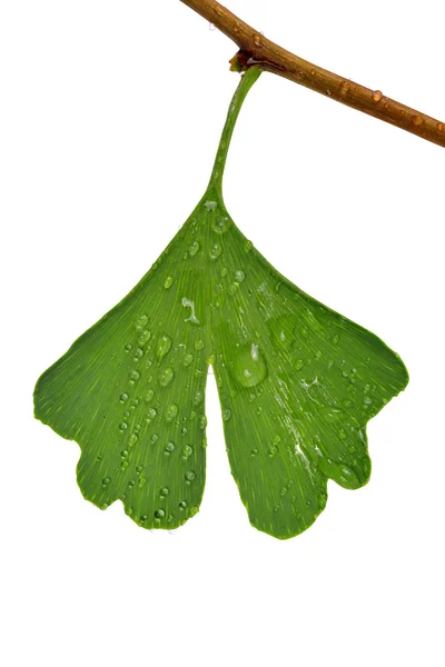 Ginkgo biloba leaf with dew drops — Stock Photo, Image