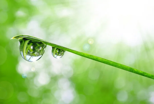 Verse groene gras met water druppels close-up. — Stockfoto