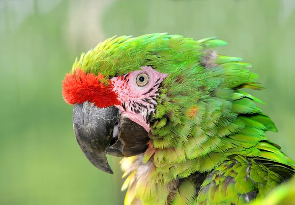 Military macaw — Stock Photo, Image