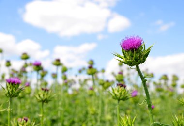 Silybum marianum alanıyla