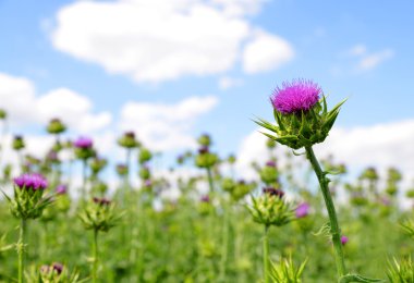 Field with Silybum marianum clipart