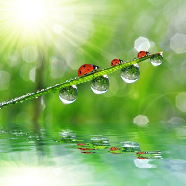 çiy damlaları ve ladybirds