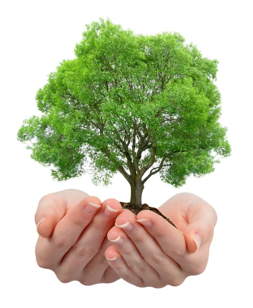 Growing tree in hands — Stock Photo, Image