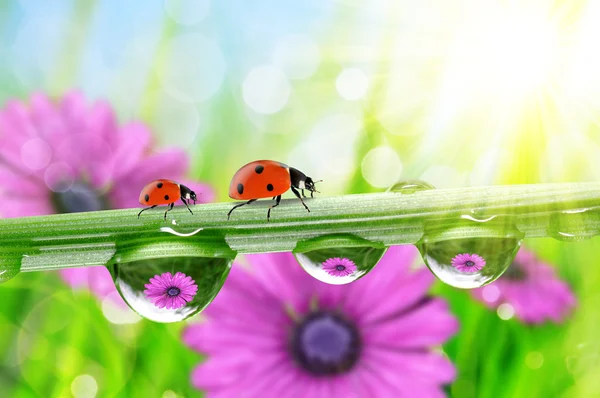 Dew and ladybirds — Stock Photo, Image