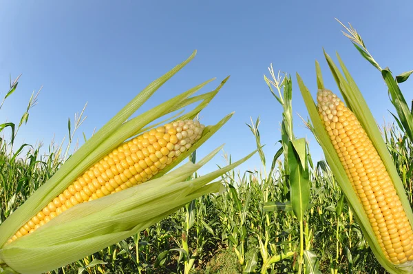 Corn field — Stock Photo, Image