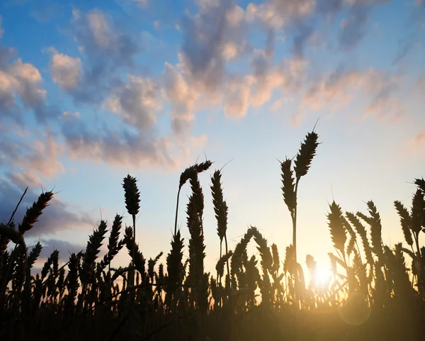 Wheat field in sunset — Stock Photo, Image