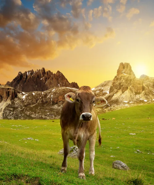Koe in de weide bij zonsondergang — Stockfoto