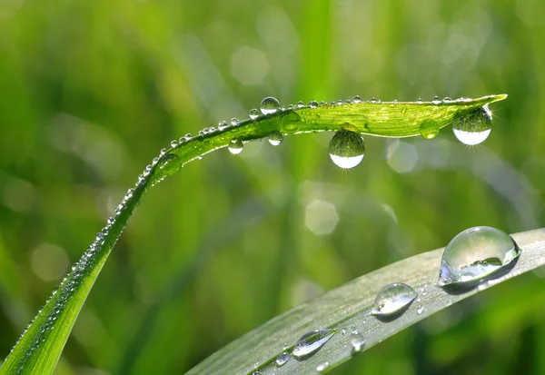 Fresh green grass with dew drops closeup. — Stock Photo, Image