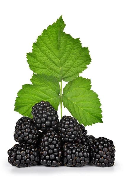 Blackberries — Stock Photo, Image