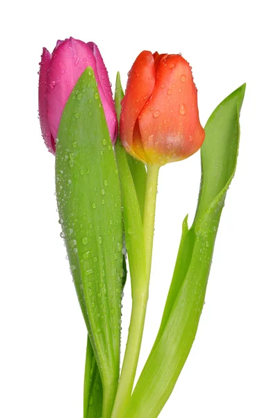 Dewy tulips — Stock Photo, Image