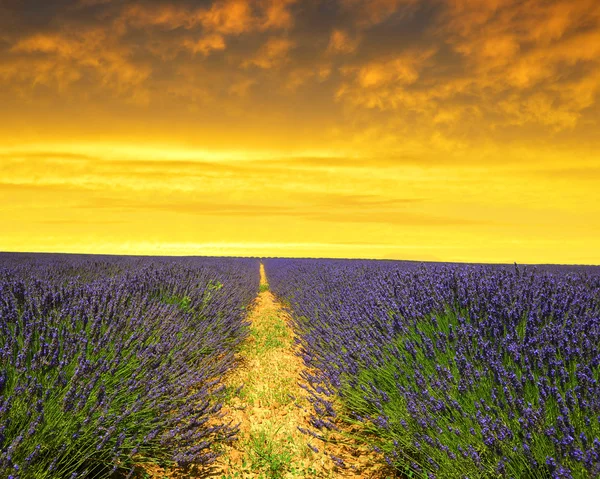 Flor de lavanda — Fotografia de Stock