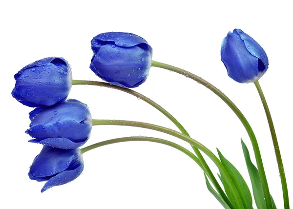 Tulipanes azules llorosos — Foto de Stock