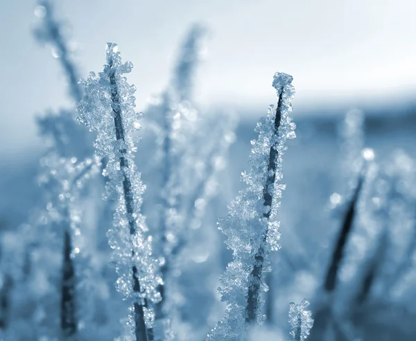 Zamrzlé trávě zblízka. — Stock fotografie