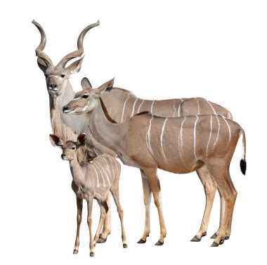 greater kudu clipart