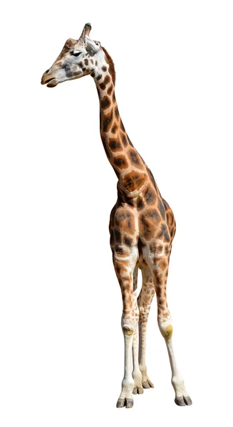 Giraffe — стокове фото
