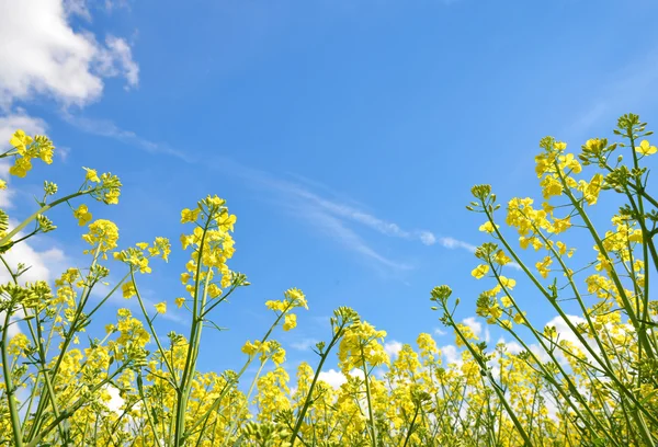 Bloem van een koolzaad — Stockfoto