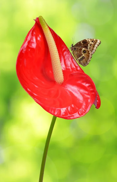 Red anthurium with butterfly — Stock Photo, Image