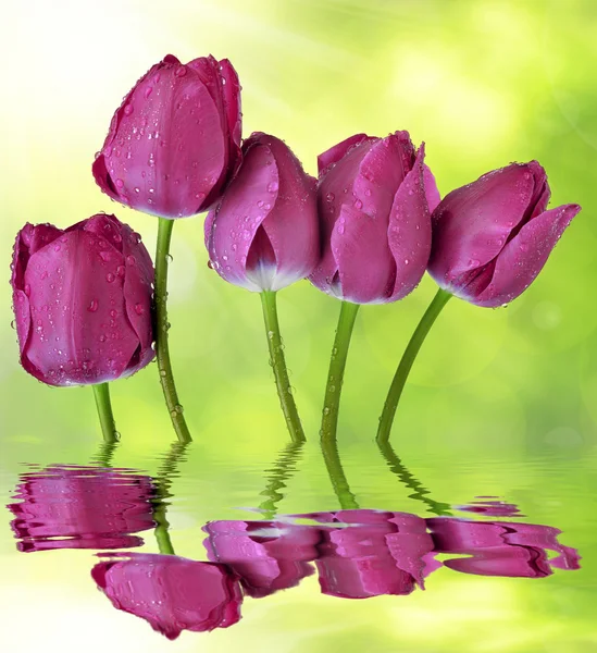 Świeże fioletowe tulipany — Zdjęcie stockowe