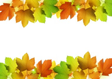 Akça ağaç sonbahar yaprakları çerçevesinden