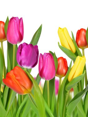 Mor, sarı ve kırmızı lale