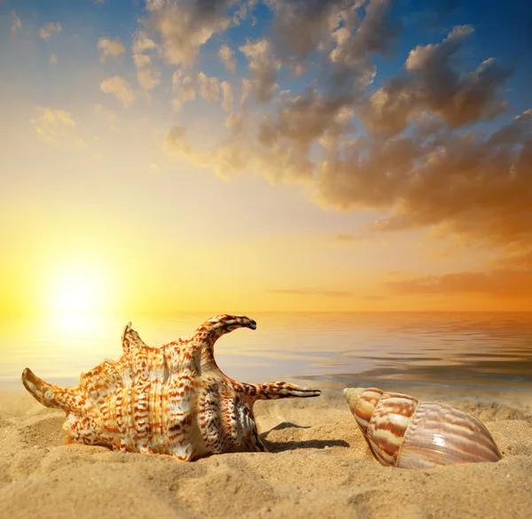 Conchas en la playa — Foto de Stock