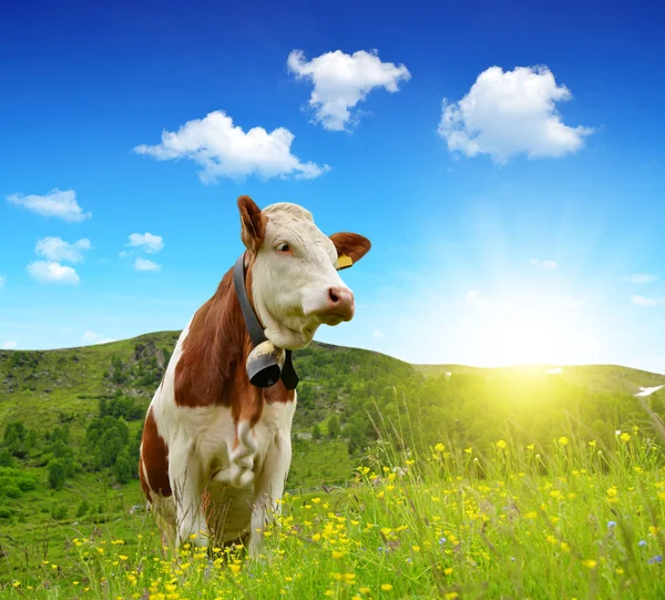 The Cow — Stock Photo, Image