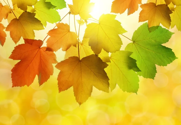 Autumn leaves — Stock Photo, Image