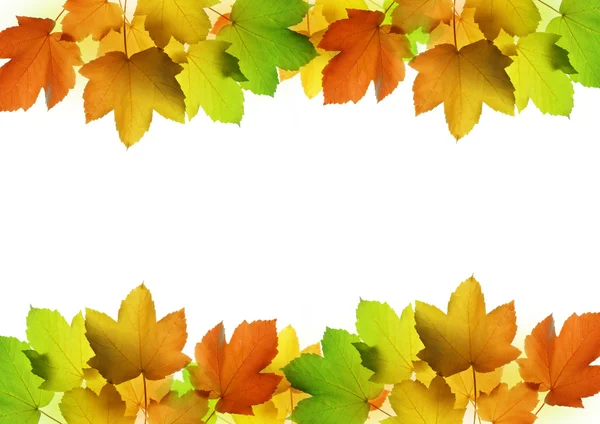 Frame from autumn leaves of maple tree — Stock Photo, Image