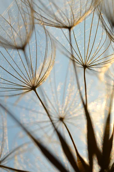 Flor de diente de león al atardecer . —  Fotos de Stock