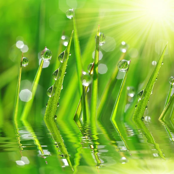 Hierba verde fresca con gota de rocío primer plano. — Foto de Stock