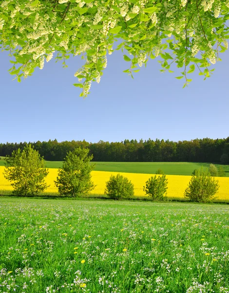 Våren landskap — Stockfoto