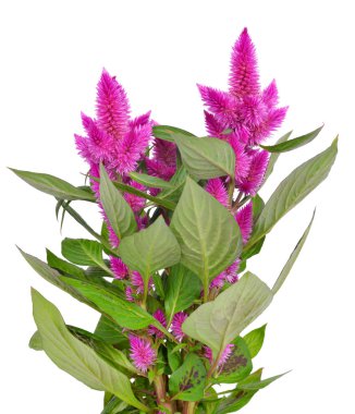 cockscomb celosia spicata bitki