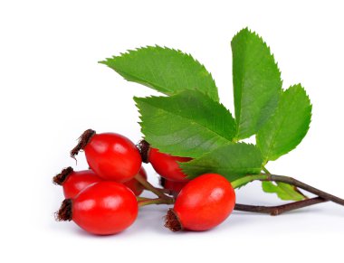 Rose HIPS