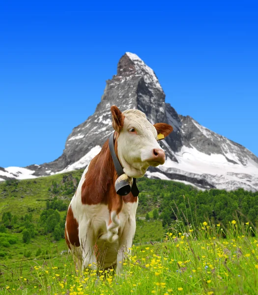 Cow in the meadow — Stock Photo, Image