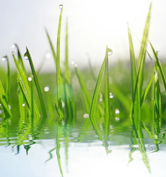 Herbe verte fraîche avec gouttes d'eau gros plan . — Photo