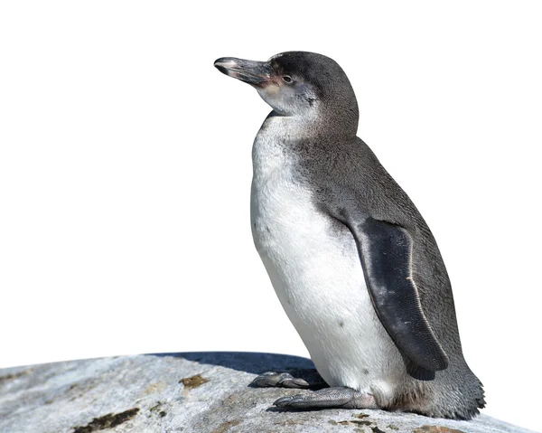 De Humboldt-pinguïn — Stockfoto