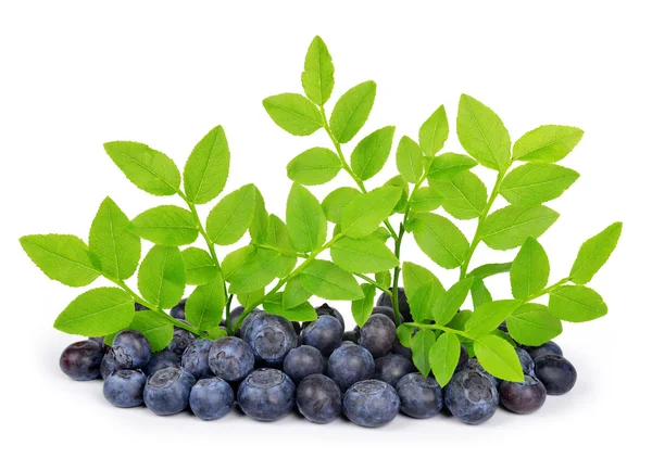 Blueberries with green leaf — Stock Photo, Image