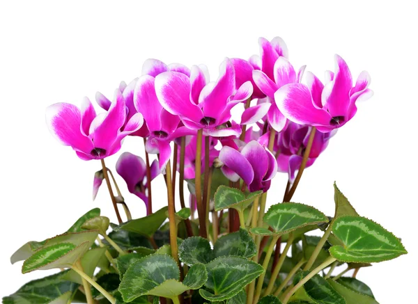 Roze bloem cyclamen — Stockfoto