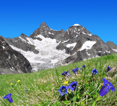 Güzel dağ Gabelhorn ön plan çiçek açan centiyana